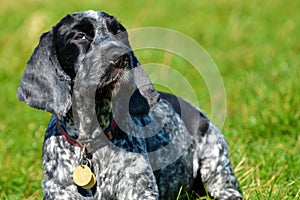 English Cocker Spaniel