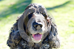 An English Cocker Spaniel