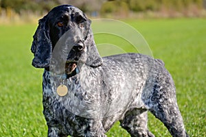 English Cocker Spaniel