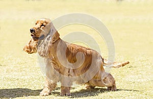 English Cocker Spaniel