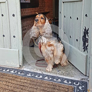 English Cocker Spaniel