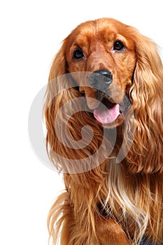 English cocker spaniel