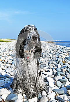 English Cocker Spaniel on The Beach