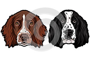 English cocker spaniel breed dog heads colored illustration