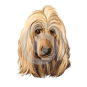 English Cocker Spaniel, Cocker, Cocker Spanie dog digital art illustration isolated on white background. England origin gun dog.