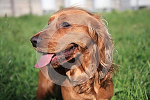 English Cocker Spaniel dog