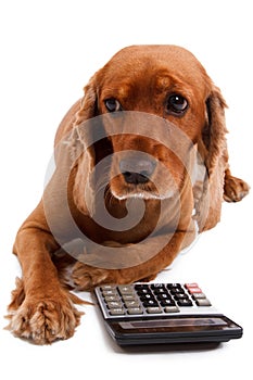 English Cocker Spaniel Dog and Calculator