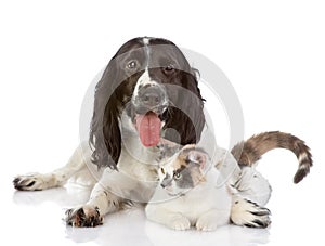 English Cocker Spaniel dog and cat lie together