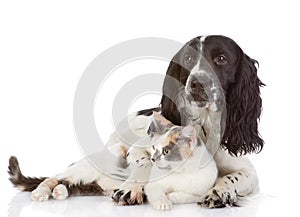 English Cocker Spaniel dog and cat lie together.