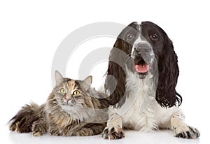 English Cocker Spaniel dog and cat lie together.