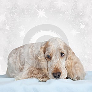 English cocker spaniel dog on christmas