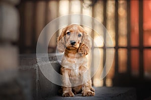 english cocker spaniel dog cute puppy lovely portrait magic light