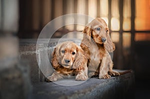 english cocker spaniel dog cute puppy lovely portrait magic light