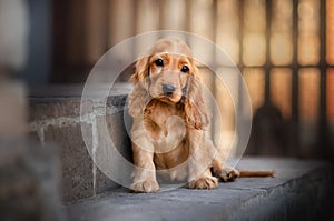 english cocker spaniel dog cute puppy lovely portrait magic light