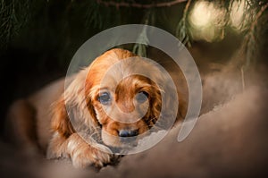 english cocker spaniel dog cute puppy lovely portrait magic light