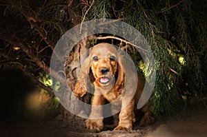 english cocker spaniel dog cute puppy lovely portrait magic light