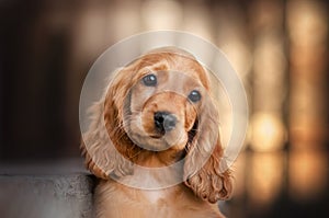 english cocker spaniel dog cute puppy lovely portrait magic light