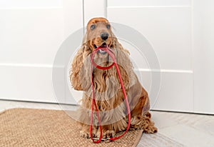English cocker spaniel dog at home