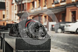 English Cocker Spaniel dog at the old city. City life.