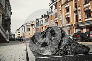 English Cocker Spaniel dog at the old city. City life.