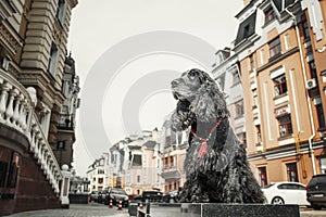 English Cocker Spaniel dog at the old city. City life.