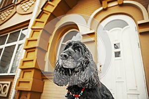 English Cocker Spaniel dog at the old city. City life.