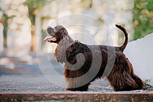 English Cocker Spaniel dog at the park. Beautiful dog on green grass.