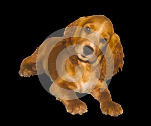 English Cocker Spaniel Dog Photo Image