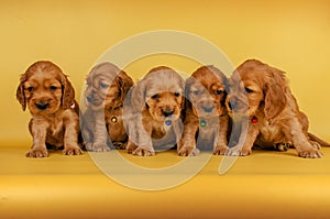 english cocker spaniel dog photo session of bright on a yellow background