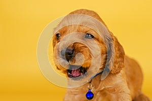 english cocker spaniel dog photo session of bright on a yellow background pet portraits