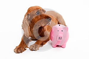 English Cocker Spaniel Dog and Piggy Bank