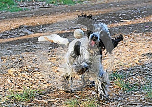 English Cocker Spaniel Dog Playing With A Ball