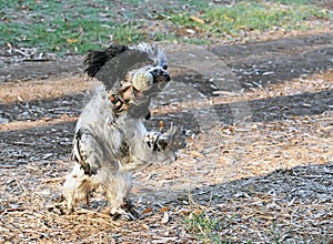 English Cocker Spaniel Dog Playing With A Ball