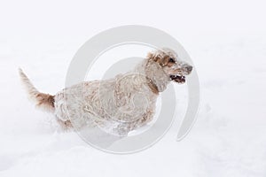 English cocker spaniel dog playing in snow winter