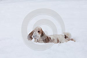 English cocker spaniel dog playing in snow winter