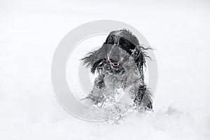 English cocker spaniel dog playing in snow winter