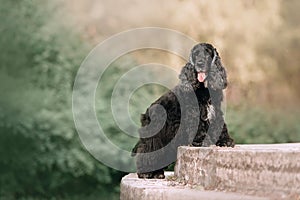 English cocker spaniel dog posing outdoors in summer