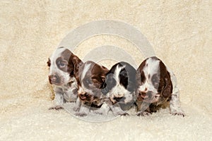 English Cocker Spaniel dog puppies