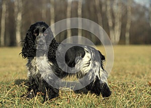 English Cocker Spaniel, Dog standing on Grass