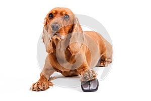 English Cocker Spaniel Dog Using Computer Mouse