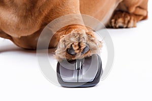 English Cocker Spaniel Dog Using Computer Mouse