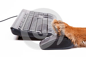 English Cocker Spaniel Dog Using Mouse and Keyboard