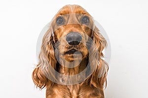 English cocker spaniel dog on white