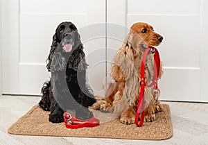 English cocker spaniel dogs at home