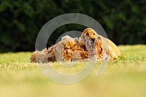 English Cocker Spaniel, golden puppy playing with his mother on green grass. Little golden puppy at play