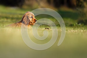 English Cocker Spaniel, golden puppy playing. Little golden puppy lying in the green grass in the garden. Puppy in home care