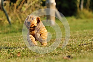 English Cocker Spaniel, golden puppy playing. Little golden puppy at play in the garden. Little puppy running and playing