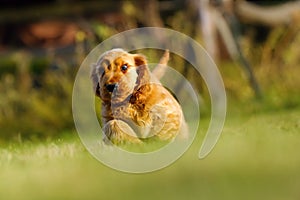 English Cocker Spaniel, golden puppy playing. Little golden puppy at play in the garden. Little puppy running and playing