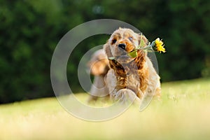 English Cocker Spaniel, golden puppy playing with a sunflower flower. Little golden puppy at play in the garden. Little puppy