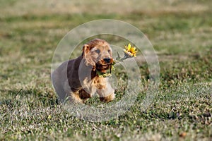 English Cocker Spaniel, golden puppy playing with a sunflower flower. Little golden puppy at play in the garden. Little puppy